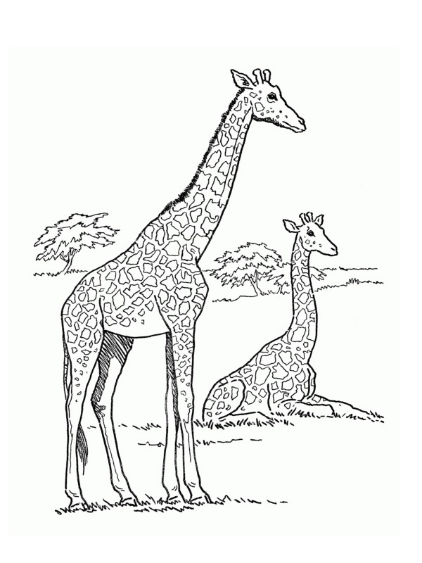 girafe Coloriage girafe Coloriage