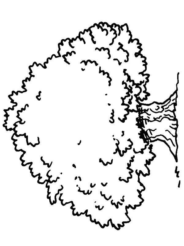 Grand arbre Coloriage Grand arbre Coloriage