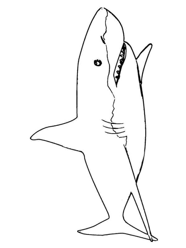 Requin Coloriage