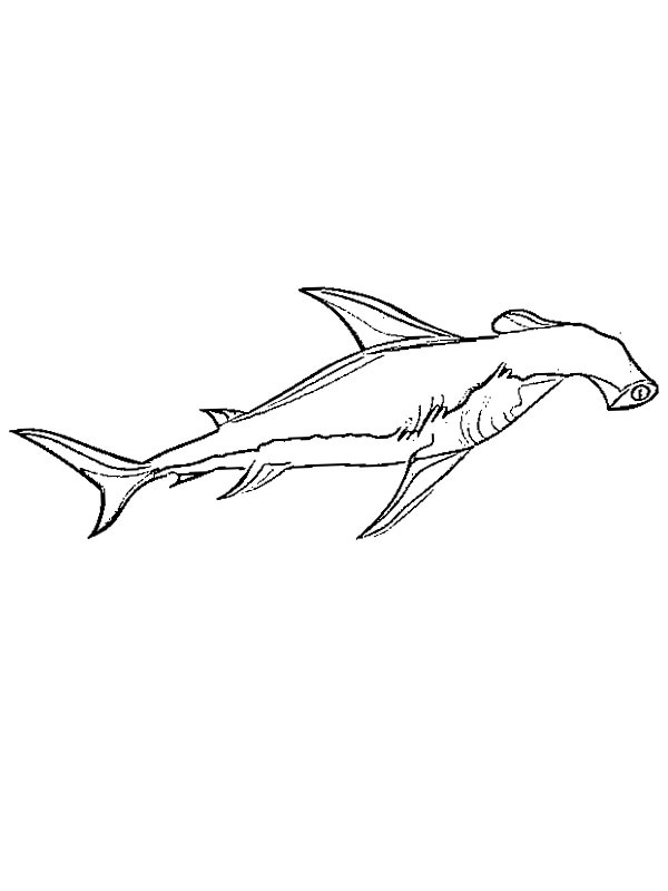 Requin-marteau Coloriage Requin-marteau Coloriage