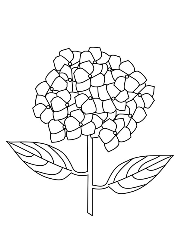 Hortensia Coloriage Hortensia Coloriage