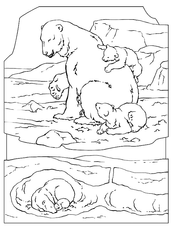 ours polaire Coloriage ours polaire Coloriage