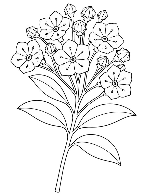 Kalmia Coloriage