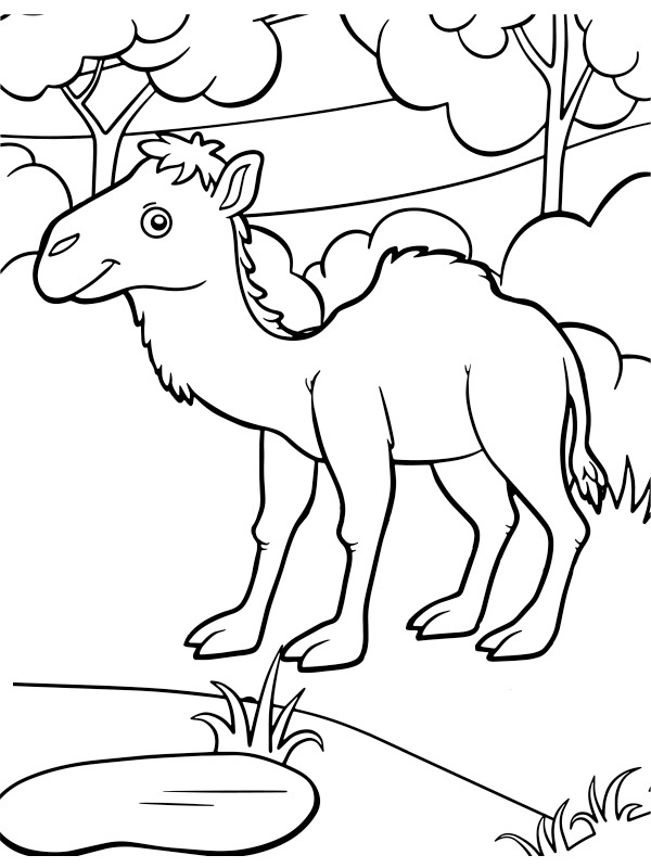 Poulain de chameau Coloriage Poulain de chameau Coloriage