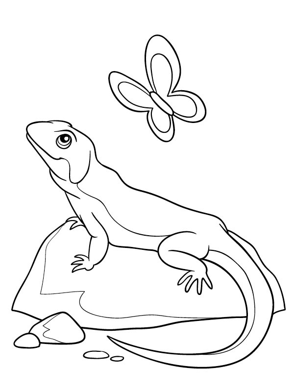 Caméléon et papillon Coloriage Caméléon et papillon Coloriage