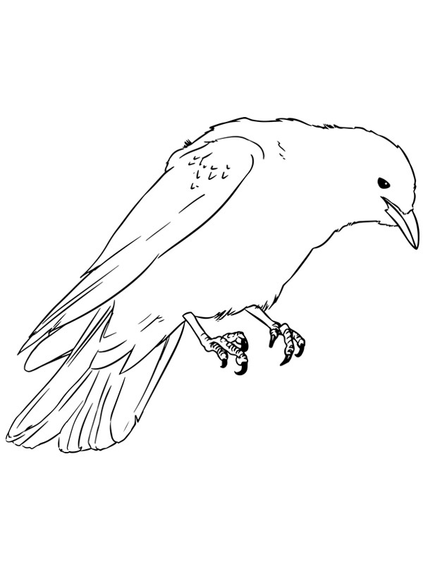 Corneille Coloriage Corneille Coloriage