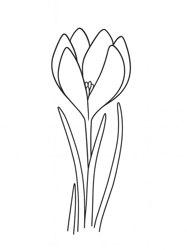Crocus Coloriage Crocus Coloriage