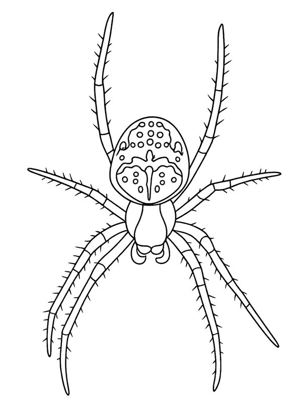 Araignée porte-croix Coloriage Araignée porte-croix Coloriage