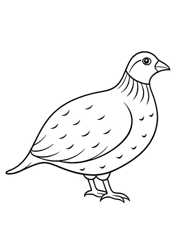 Quail Coloriage Quail Coloriage