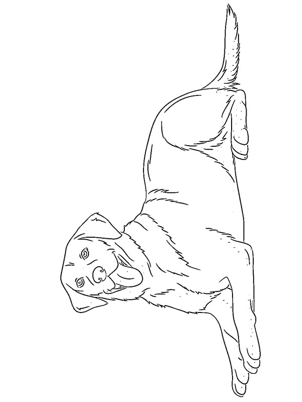 Labrador retriever Coloriage Labrador retriever Coloriage