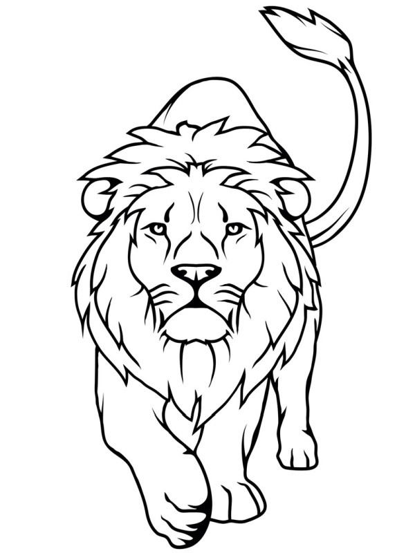 Lion Coloriage Lion Coloriage