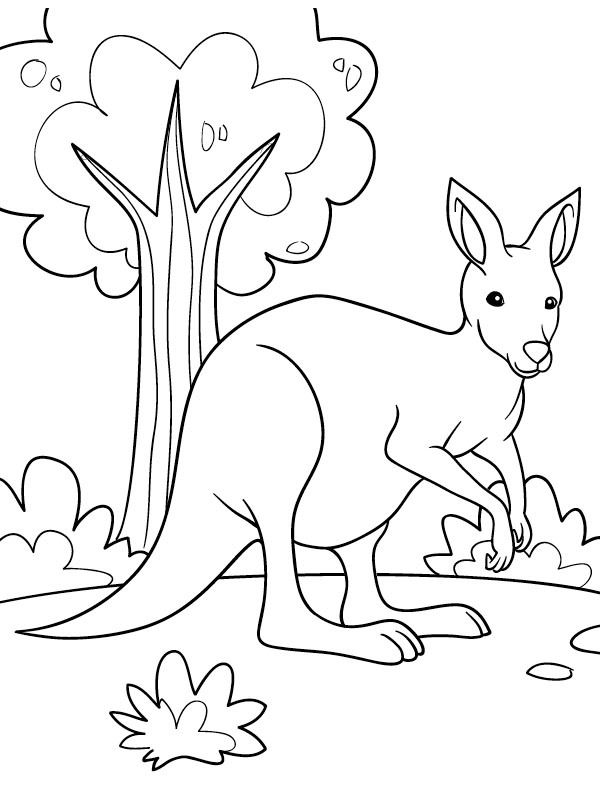 Joli kangourou Coloriage Joli kangourou Coloriage