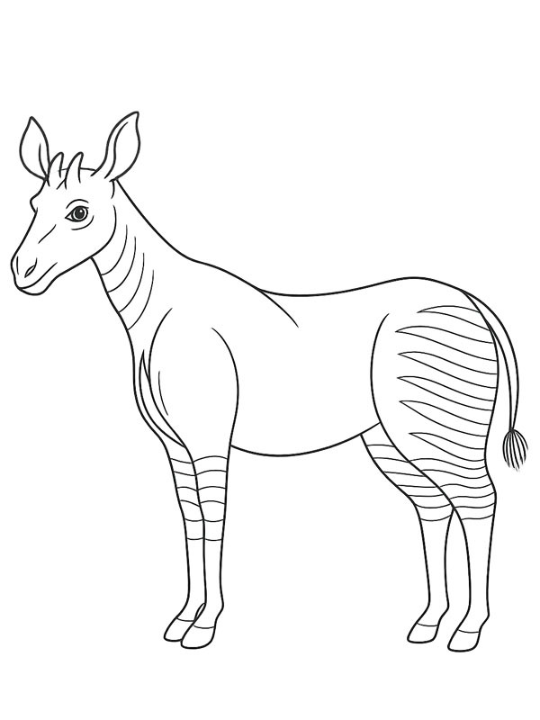 Okapi Coloriage Okapi Coloriage