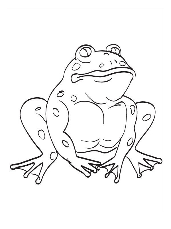 crapaud Coloriage crapaud Coloriage
