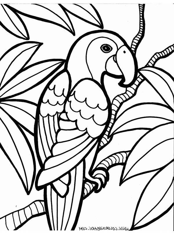 Perroquet Coloriage Perroquet Coloriage