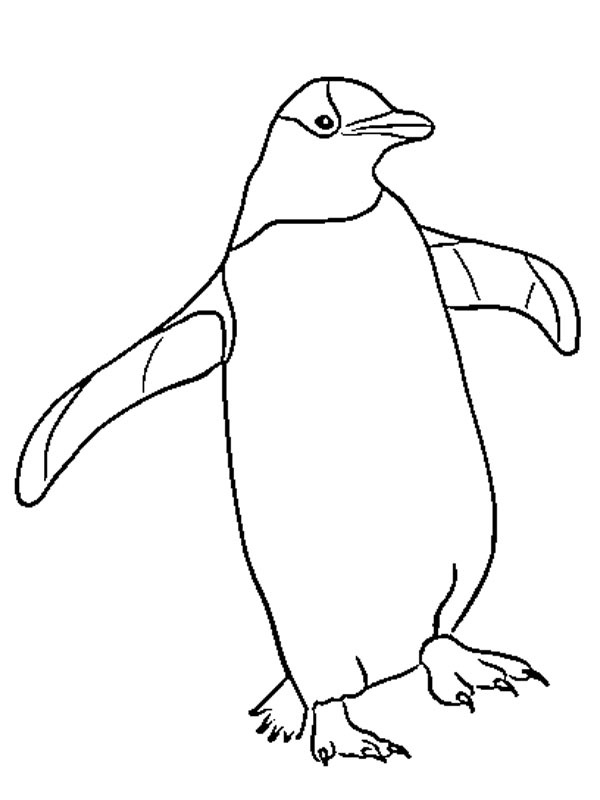 pingouin Coloriage