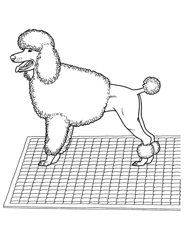 Caniche Coloriage Caniche Coloriage