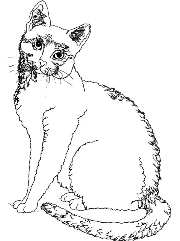 chat Coloriage