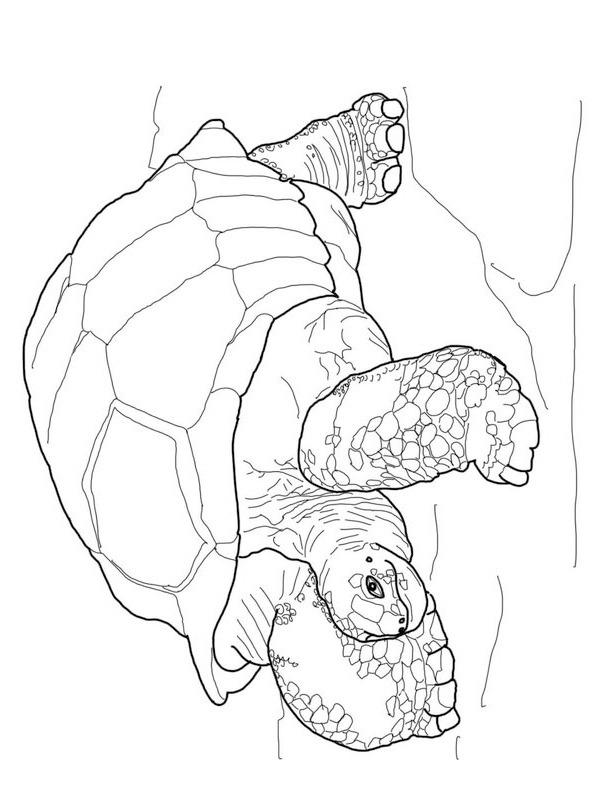 tortue Coloriage