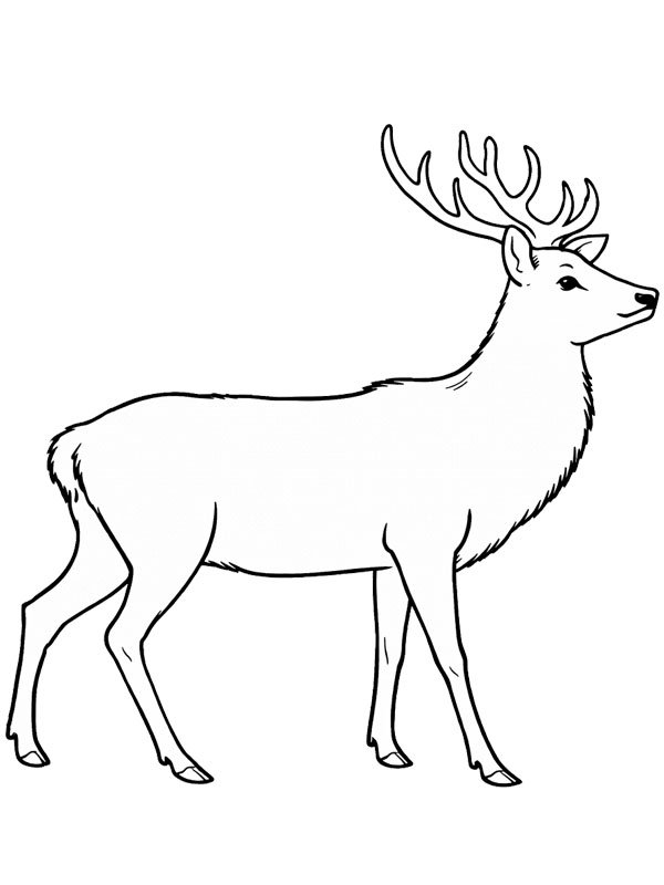 Cerf sika Coloriage