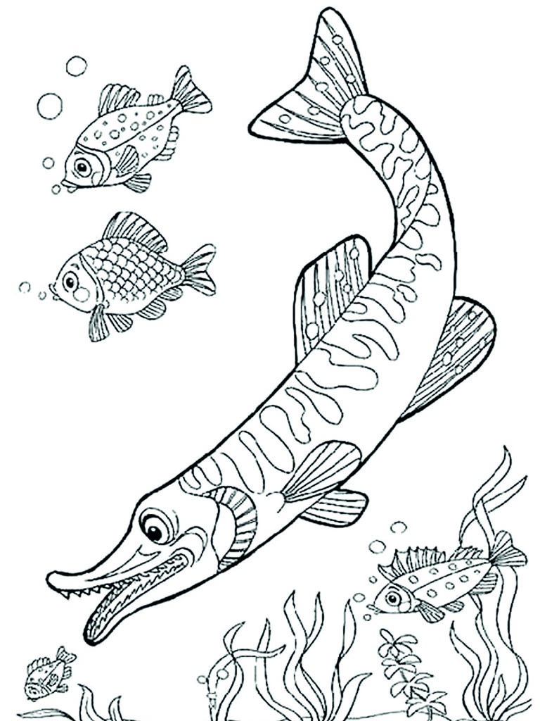 Grand brochet Coloriage Grand brochet Coloriage