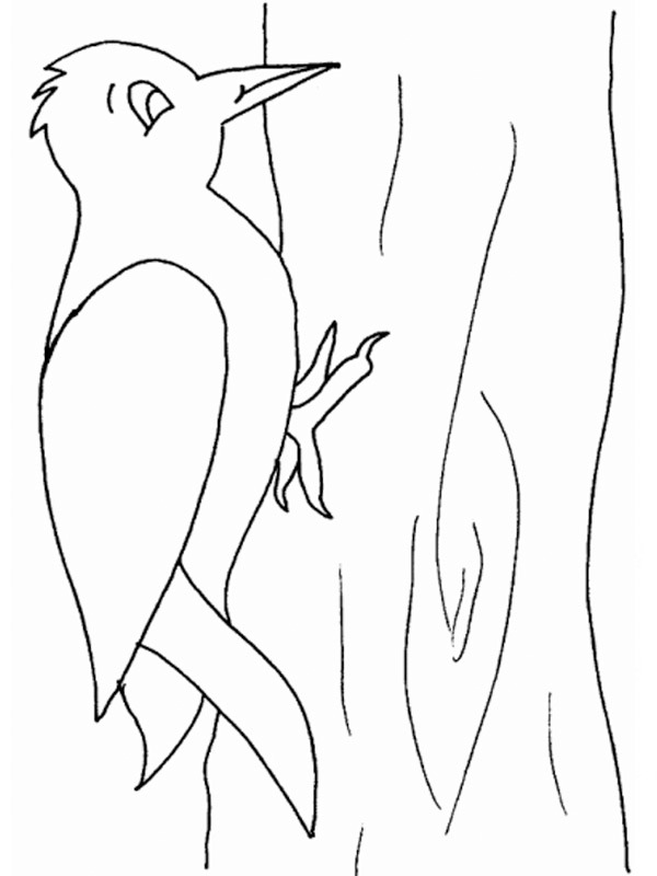 pivert Coloriage pivert Coloriage