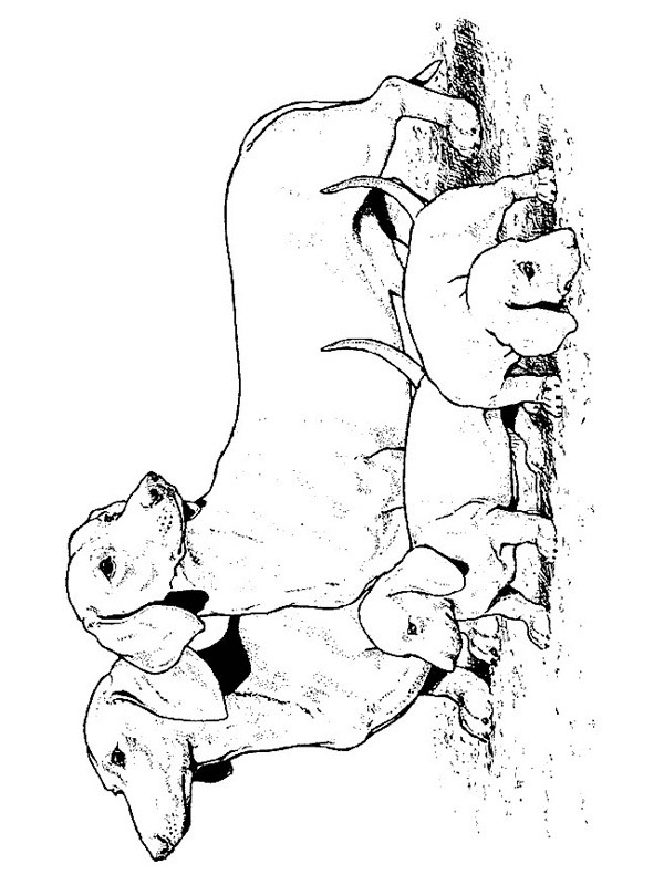 teckels Coloriage teckels Coloriage