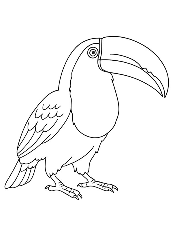 Toucan Coloriage Toucan Coloriage