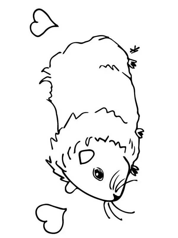 cochon d'inde amoureux Coloriage cochon d'inde amoureux Coloriage