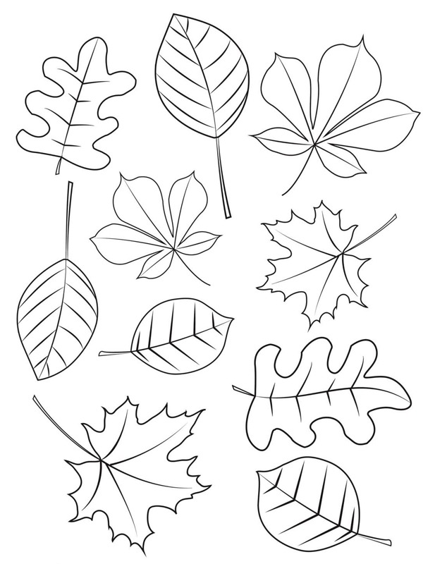Différentes feuilles d'automne Coloriage Différentes feuilles d'automne Coloriage