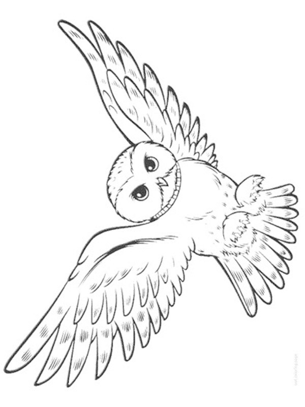 Hibou volant Coloriage Hibou volant Coloriage