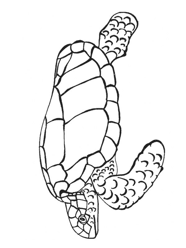 tortue marine Coloriage