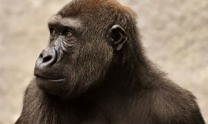 Singe