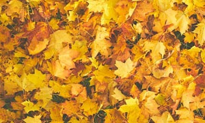 Feuilles