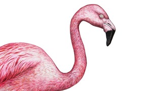 Flamants roses