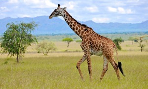 Girafes