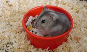 Hamsters