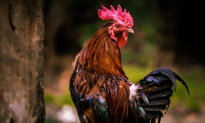 Poules