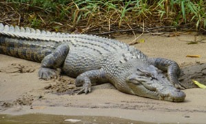 Crocodiles