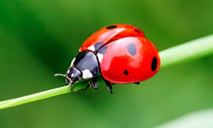 Coccinelles