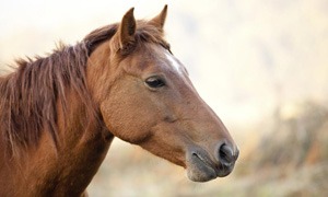 Chevaux