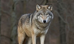 Loup